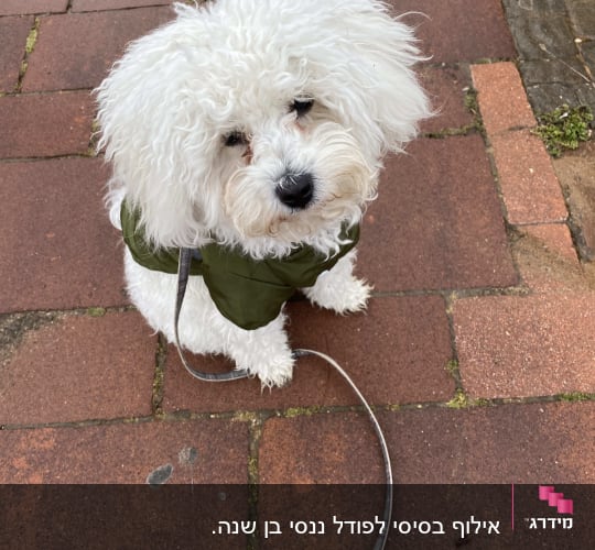 כלב קטן עם רצועה על מדרכה